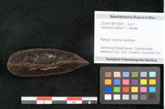 Foto (Objekt + Etikett) von Penteune clarkei F.V. Mueller (NHMW-GEO-2024-0188-10426)